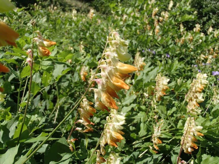 Lathyrus libanoticus photo 9