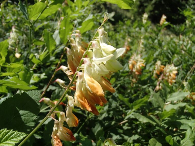 Lathyrus libanoticus photo 8