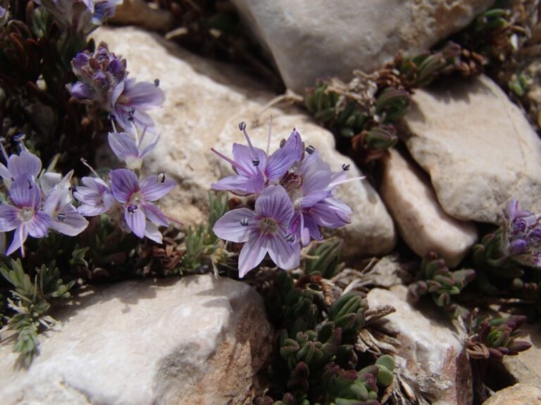 Veronica caespitosa subsp. leiophylla (Boiss.) M.A.Fisch. photo 10