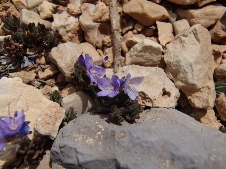 Veronica caespitosa subsp. leiophylla (Boiss.) M.A.Fisch. photo 9