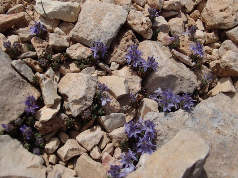 Veronica caespitosa subsp. leiophylla (Boiss.) M.A.Fisch. photo 8