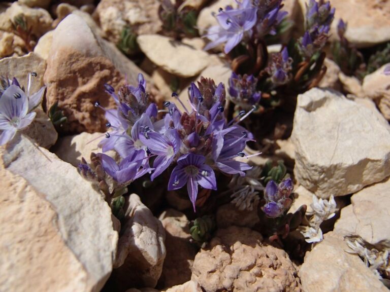 Veronica caespitosa subsp. leiophylla (Boiss.) M.A.Fisch. photo 4