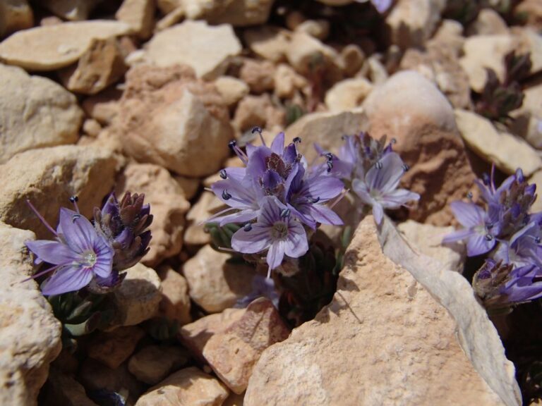 Veronica caespitosa subsp. leiophylla (Boiss.) M.A.Fisch. photo 3