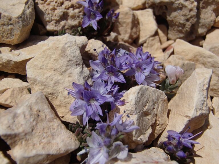 Veronica caespitosa subsp. leiophylla (Boiss.) M.A.Fisch. photo 2
