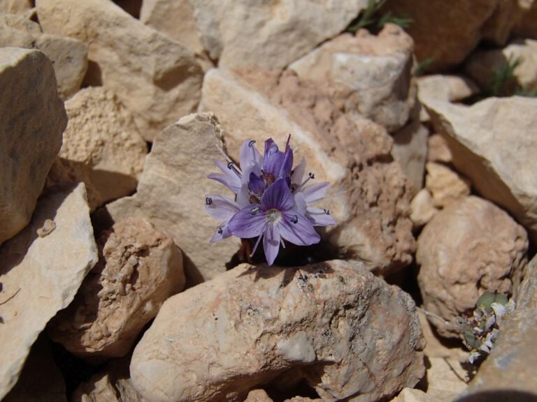 Veronica caespitosa subsp. leiophylla (Boiss.) M.A.Fisch. photo 1