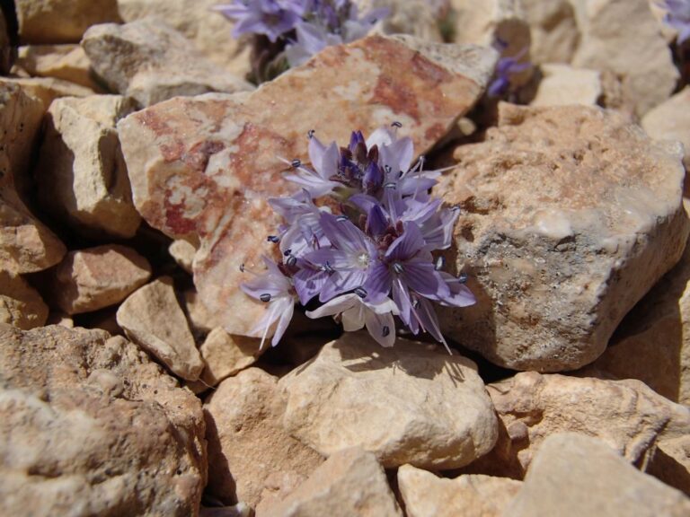 Veronica caespitosa subsp. leiophylla (Boiss.) M.A.Fisch. photo 11