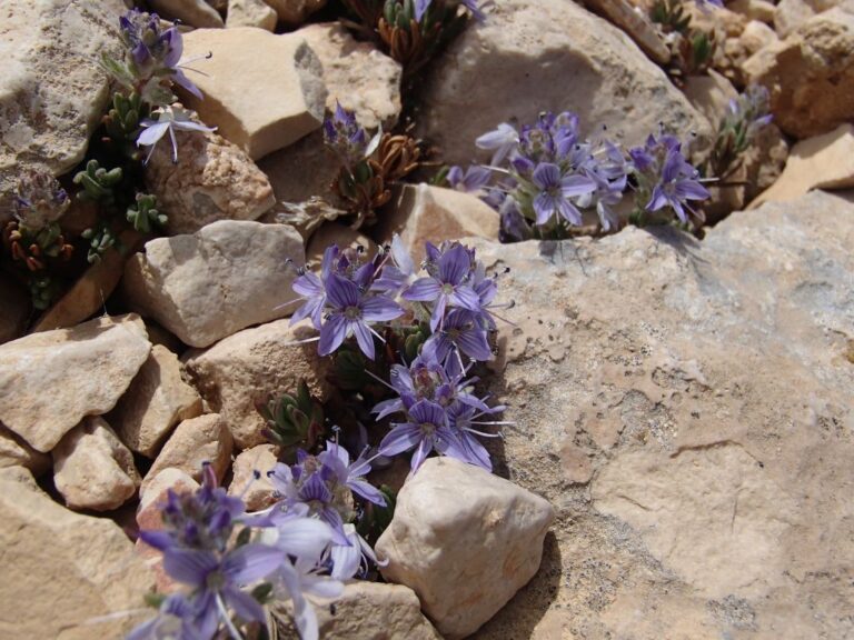 Veronica caespitosa subsp. leiophylla (Boiss.) M.A.Fisch. photo 7