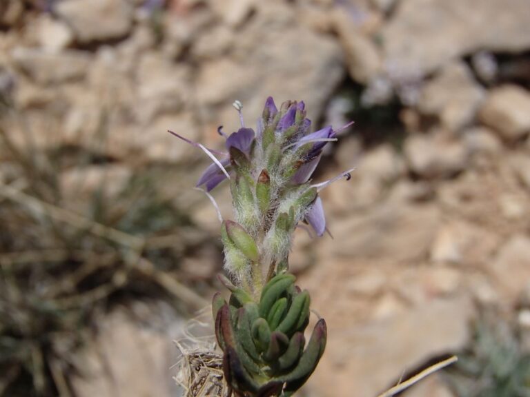 Veronica caespitosa subsp. leiophylla (Boiss.) M.A.Fisch. photo 6