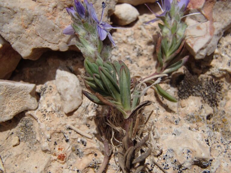 Veronica caespitosa subsp. leiophylla (Boiss.) M.A.Fisch. photo 5