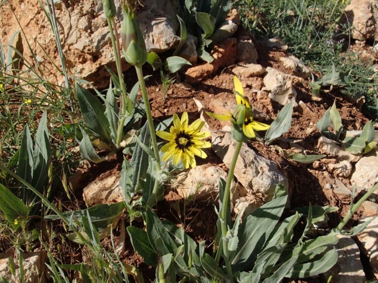 Scorzonera libanotica Boiss. photo 3