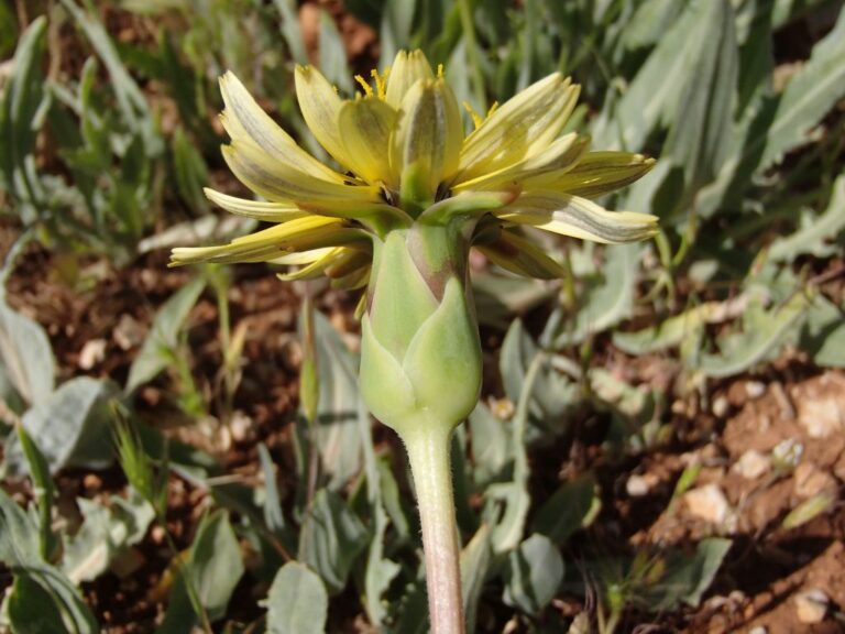 Scorzonera libanotica Boiss. photo 1