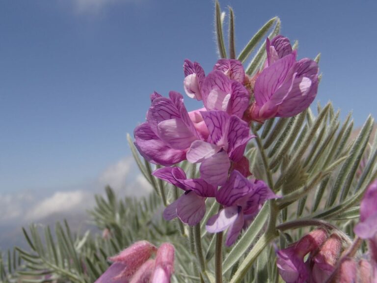 Vicia canescens Labill. photo 0