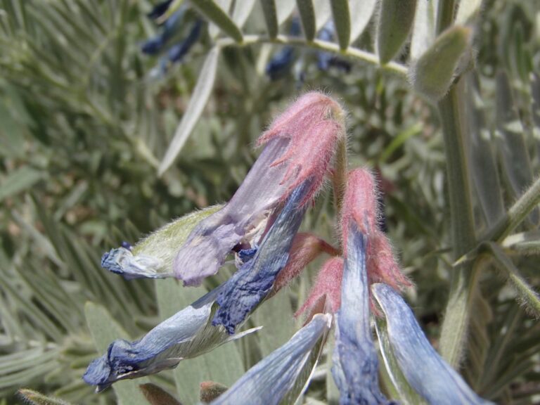 Vicia canescens Labill. photo 12