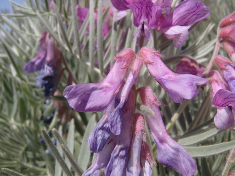 Vicia canescens Labill. photo 11