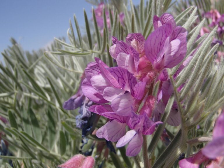 Vicia canescens Labill. photo 10