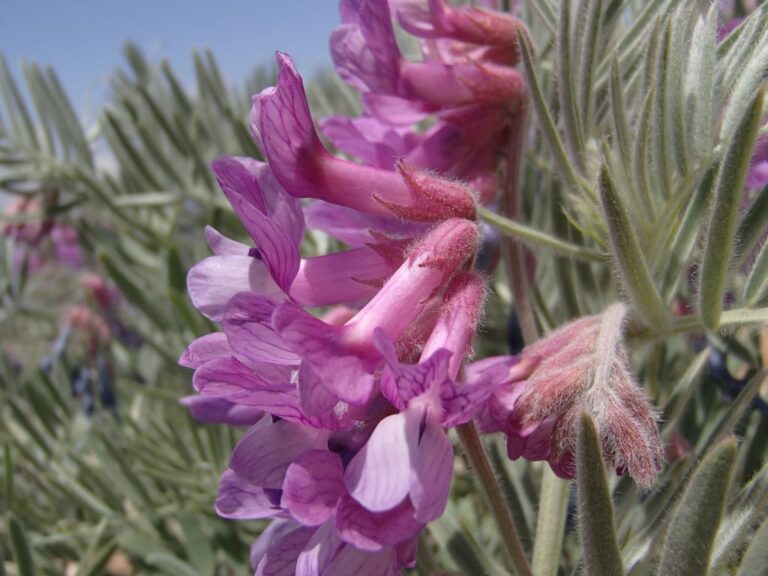 Vicia canescens Labill. photo 9