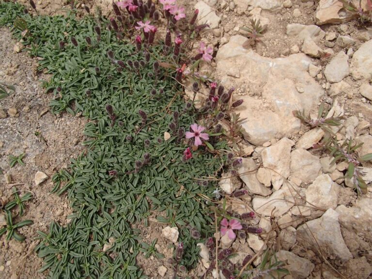 Saponaria pumilio photo 7