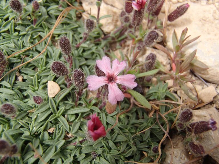 Saponaria pumilio photo 14