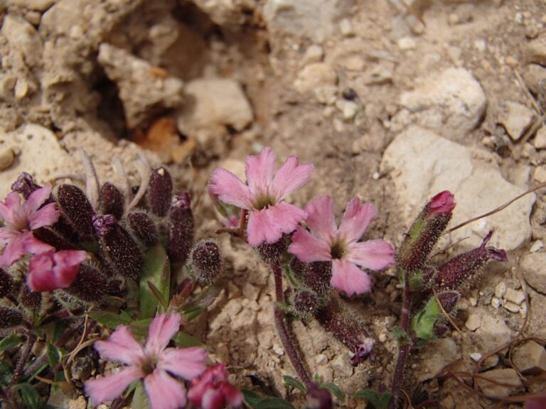 Saponaria pumilio photo 13