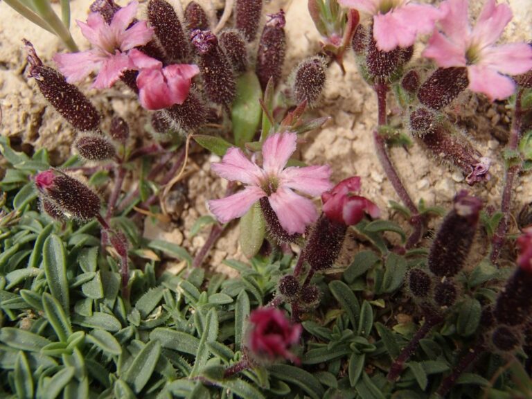 Saponaria pumilio photo 12