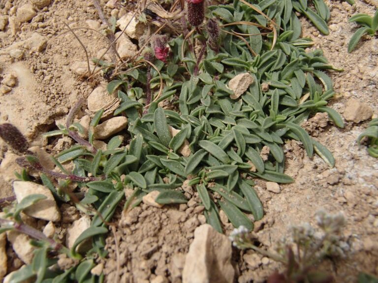 Saponaria pumilio photo 10