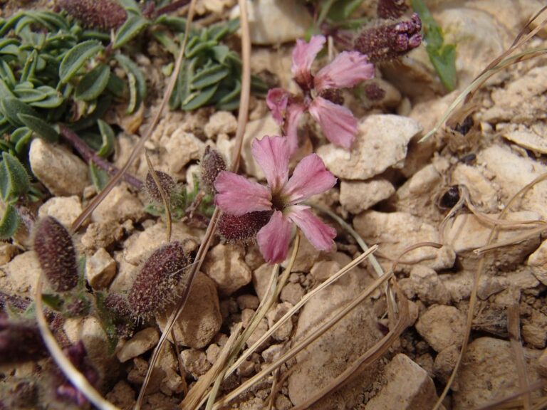 Saponaria pumilio photo 9
