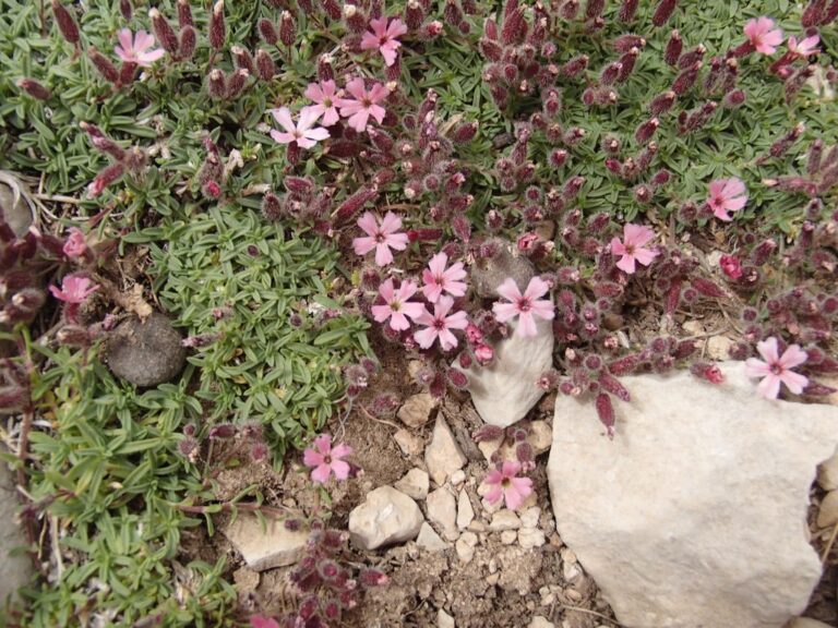 Saponaria pumilio photo 8