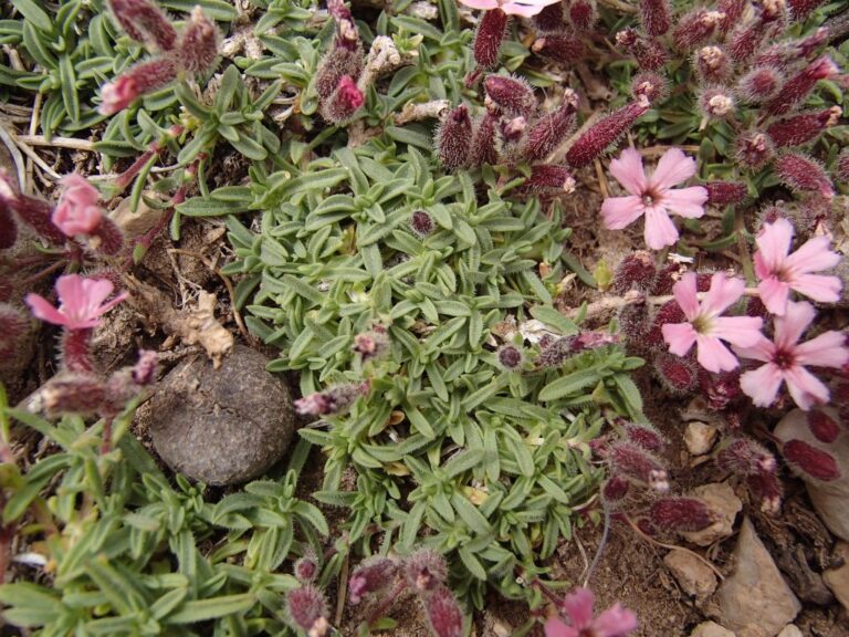 Saponaria pumilio photo 6
