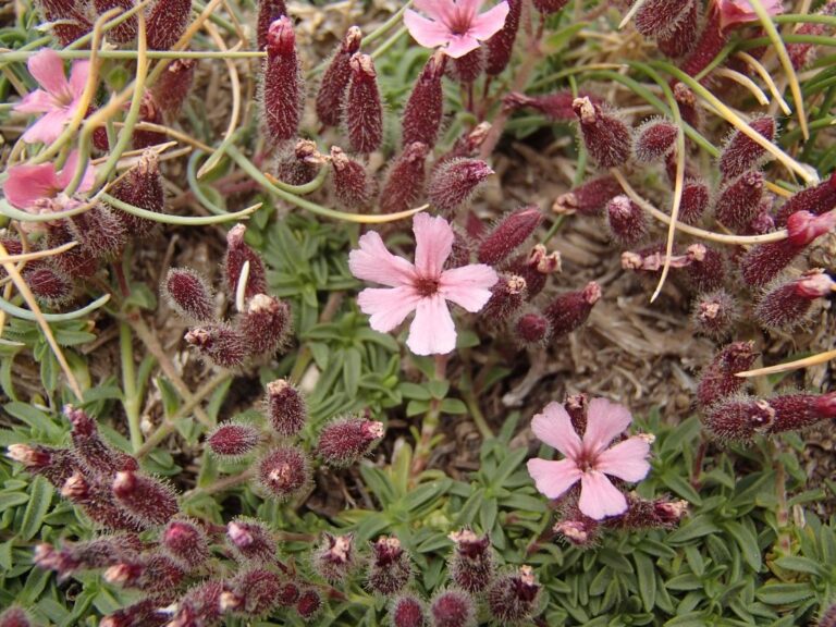 Saponaria pumilio photo 5