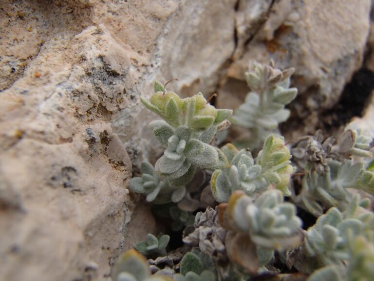 Veronica bombycina subsp. bombycina Boiss. & Kotschy photo 1