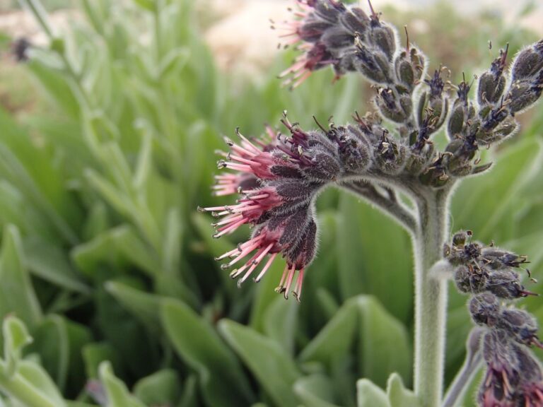 Solenanthus stamineus (Desf.) Wettst. photo 3