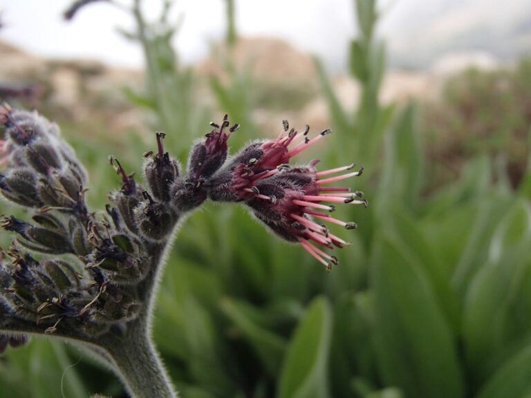 Solenanthus stamineus (Desf.) Wettst. photo 2