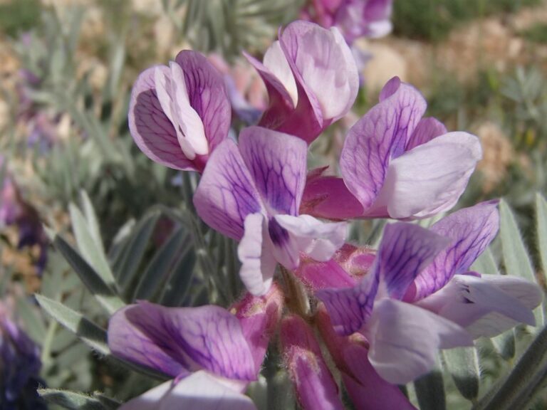 Vicia canescens Labill. photo 7