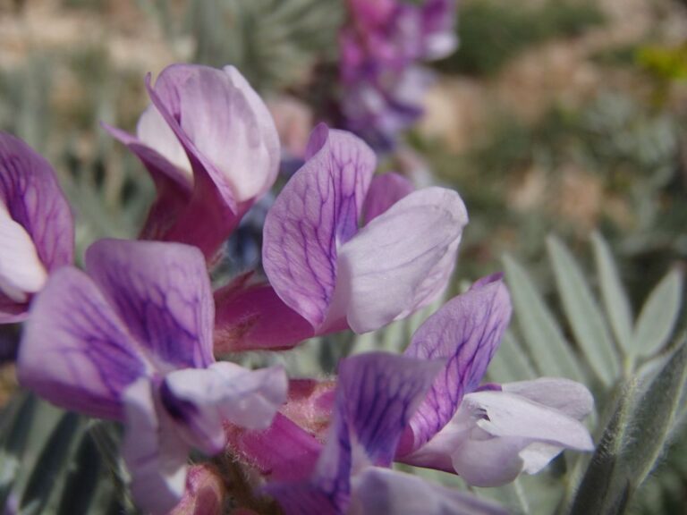 Vicia canescens Labill. photo 6