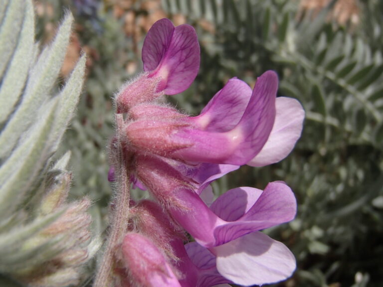Vicia canescens Labill. photo 5