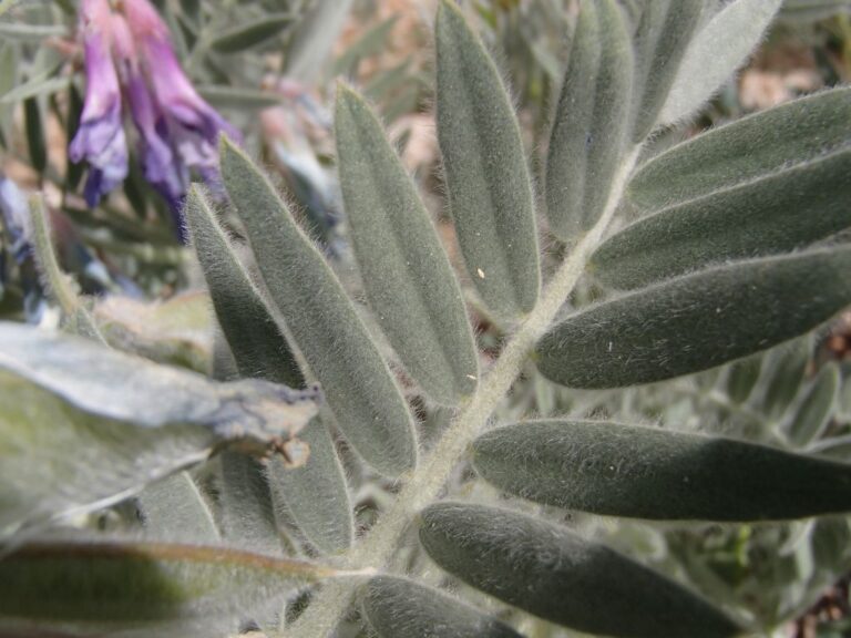Vicia canescens Labill. photo 4