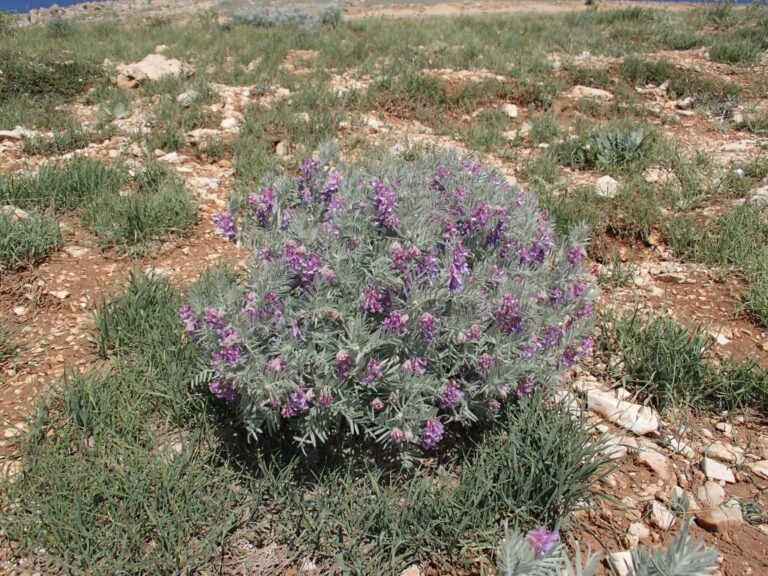 Vicia canescens Labill. photo 3