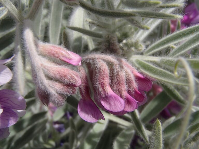 Vicia canescens Labill. photo 2