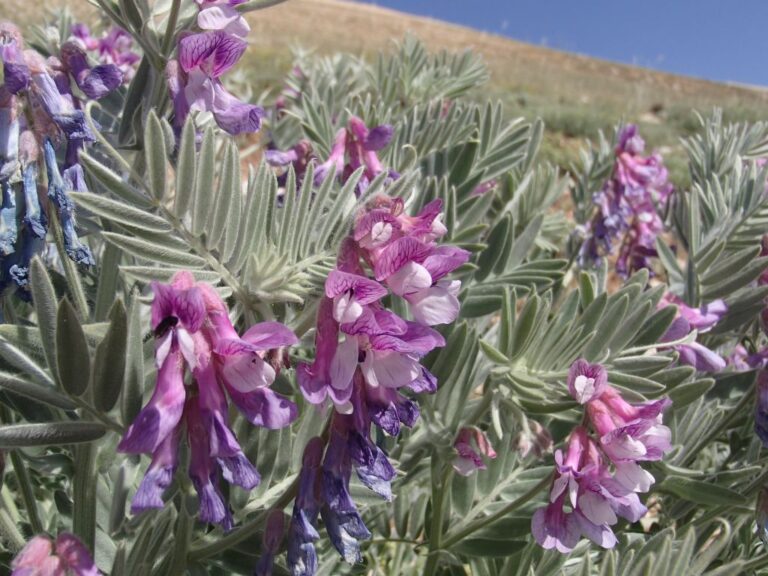 Vicia canescens Labill. photo 8