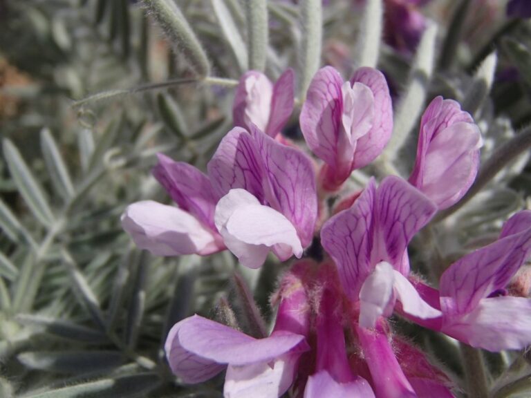 Vicia canescens Labill. photo 1