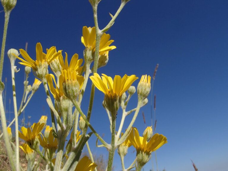 Senecio bertramii photo 7