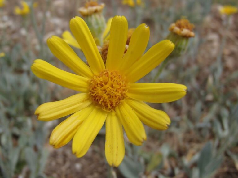 Senecio bertramii photo 6