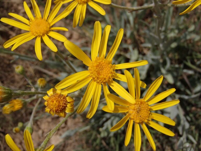 Senecio bertramii photo 5