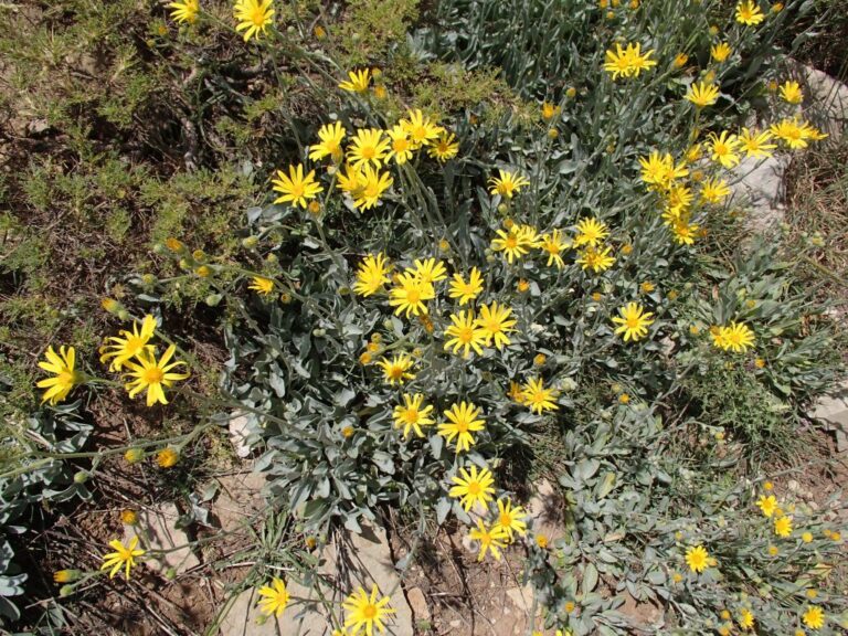 Senecio bertramii photo 4