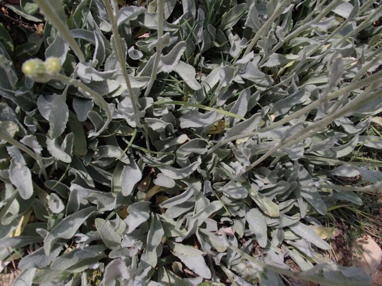 Senecio bertramii photo 3