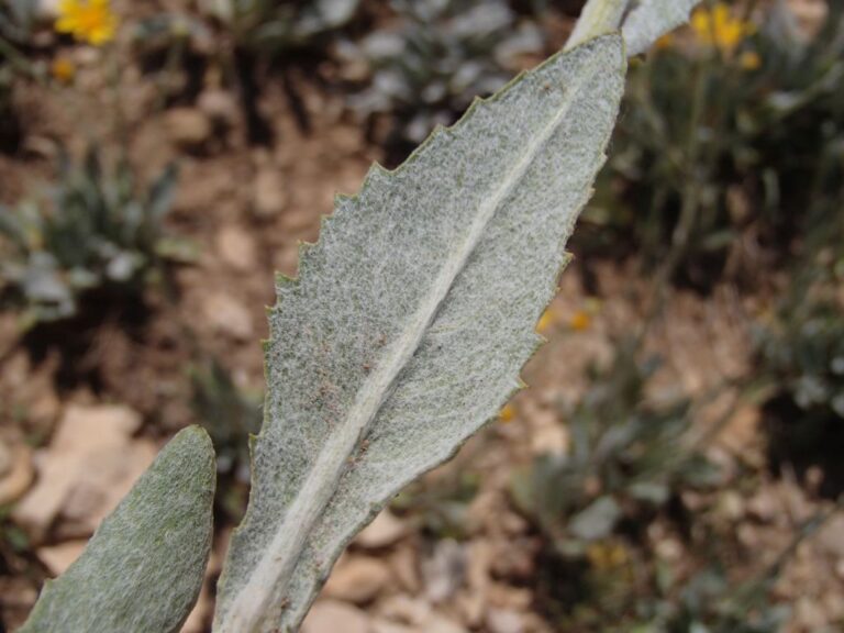 Senecio bertramii photo 2