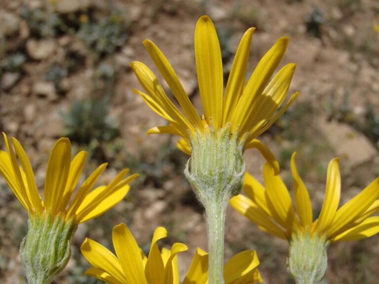 Senecio bertramii photo 1