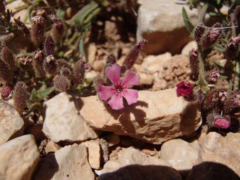 Saponaria pumilio photo 4
