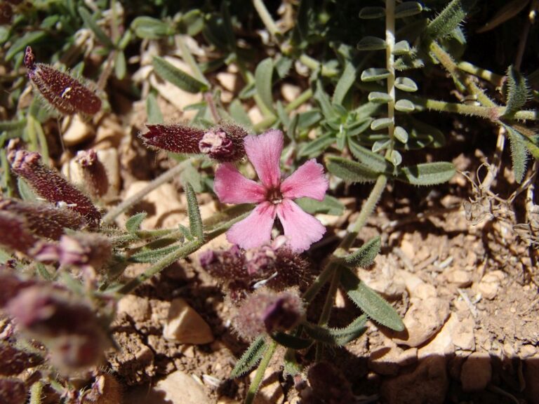 Saponaria pumilio photo 3