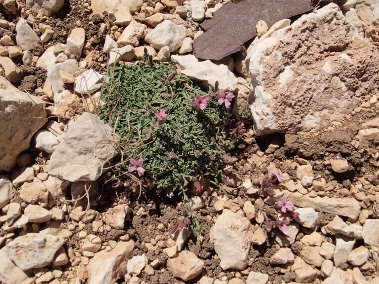 Saponaria pumilio photo 2